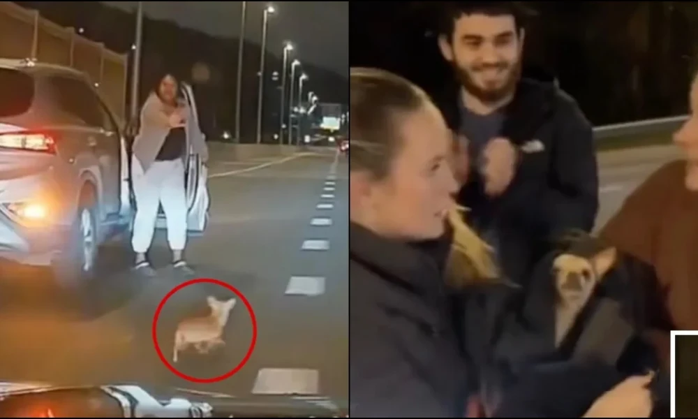 20 οδηγοί έσωσαν τσιουάουα σε λεωφόρο ταχείας κυκλοφορίας στην Νέα Υόρκη (Βίντεο)